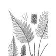 雅安茯蕨 雅安茯蕨