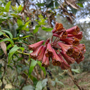Bomarea bredemeyeriana