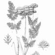 長毛苞裂芹 長毛苞裂芹