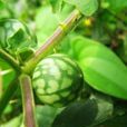 天茄系 天茄系