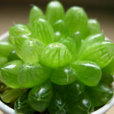 草玉露 草玉露