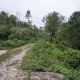 金鴨塘村(橋頭苗族壯族鄉薄竹箐村委會金鴨塘村) 金鴨塘村(橋頭苗族壯族鄉薄竹箐村委會金鴨塘村)