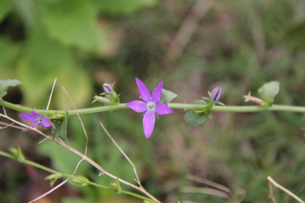 異檐花屬 異檐花屬