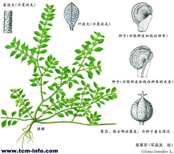 星毛粟米草 星毛粟米草