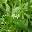 粟米草科 粟米草科