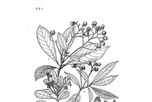 納槁潤楠(納槁) 納槁潤楠(納槁)