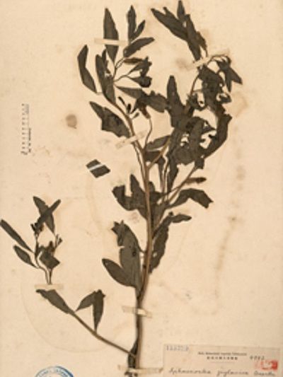 楔瓣花屬(尖瓣花屬)