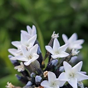 Amsonia palmeri