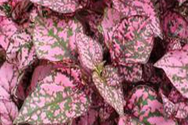 Hypoestes phyllostachya