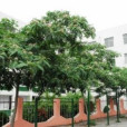 山東省新泰市新汶中學(新汶中學) 山東省新泰市新汶中學(新汶中學)