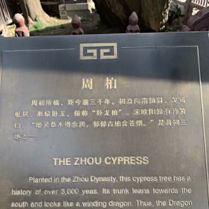 周柏