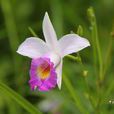 鳥仔花 鳥仔花
