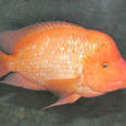 紅魔鬼魚 紅魔鬼魚
