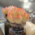 莎莎女王(景天科石蓮花屬植物) 莎莎女王(景天科石蓮花屬植物)
