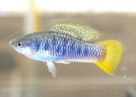 伯氏劍尾魚 伯氏劍尾魚