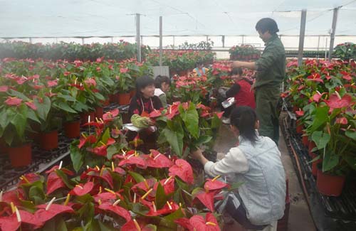 鄧莊農業科技示範園