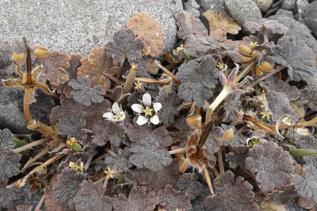 Geranium brevicaule