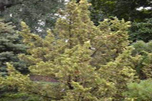 Juniperus chinensis \x27Variegated Kaizuka\x27