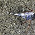 橫帶粗鰭魚 橫帶粗鰭魚