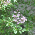 小葉巧玲花(小葉丁香)