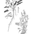 少子黃堇 少子黃堇