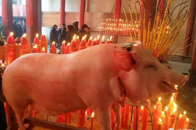祭門豬 祭門豬