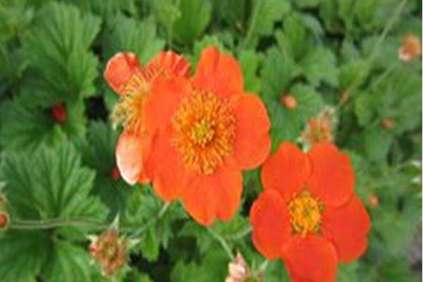 Geum coccineum