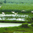 洪湖濕地國家級自然保護區