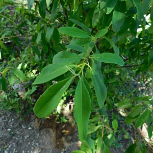 Lasiocarpus salicifolius