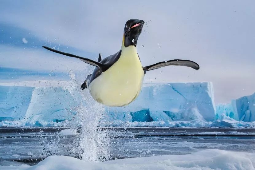 Paul Nicklen(攝影師) Paul Nicklen(攝影師)
