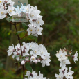 紫花溲疏 紫花溲疏