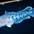 襤魚 襤魚