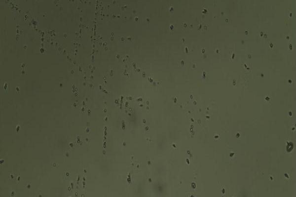 清酒酵母 清酒酵母
