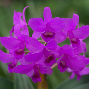 Cattleya bowringiana Cattleya bowringiana