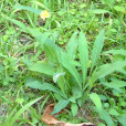 兔兒菜 兔兒菜