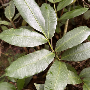 Danaea arbuscula