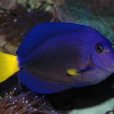 黃尾吊魚 黃尾吊魚