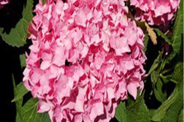 Hydrangea macrophylla \x27ES14\x27 LET\x27S DANCE RHAPSODY BLUE Hydrangea macrophylla \x27ES14\x27 LET\x27S DANCE RHAPSODY BLUE