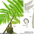 狹頂鱗毛蕨 狹頂鱗毛蕨