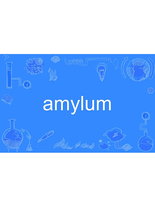 amylum amylum