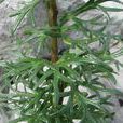 直序烏頭