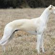 惠比特犬