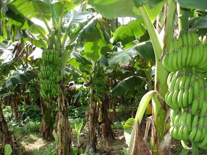 重點發展(香蕉產業)