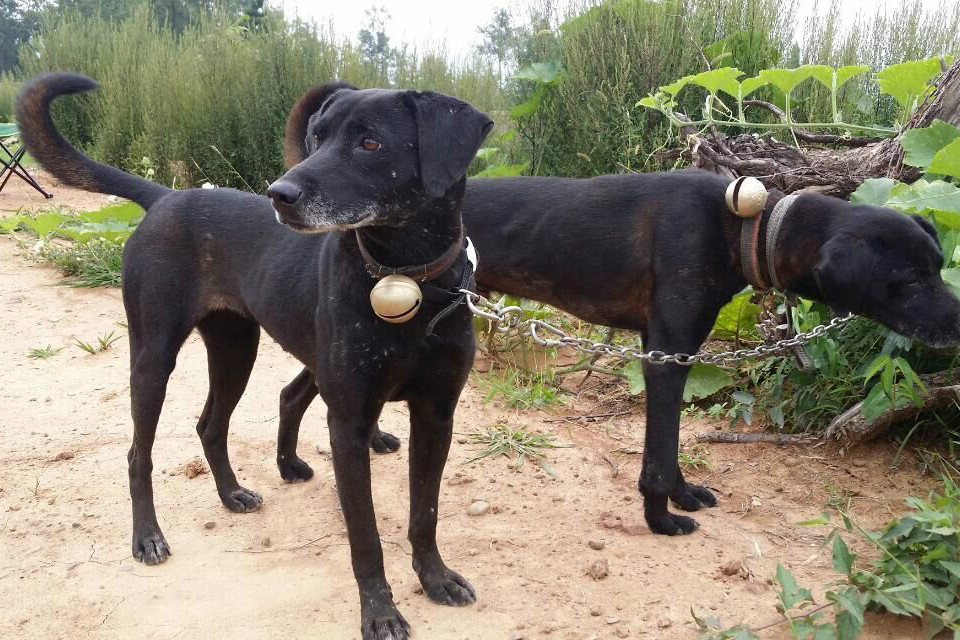 窩前獵犬 窩前獵犬