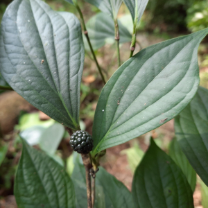 Piper peepuloides