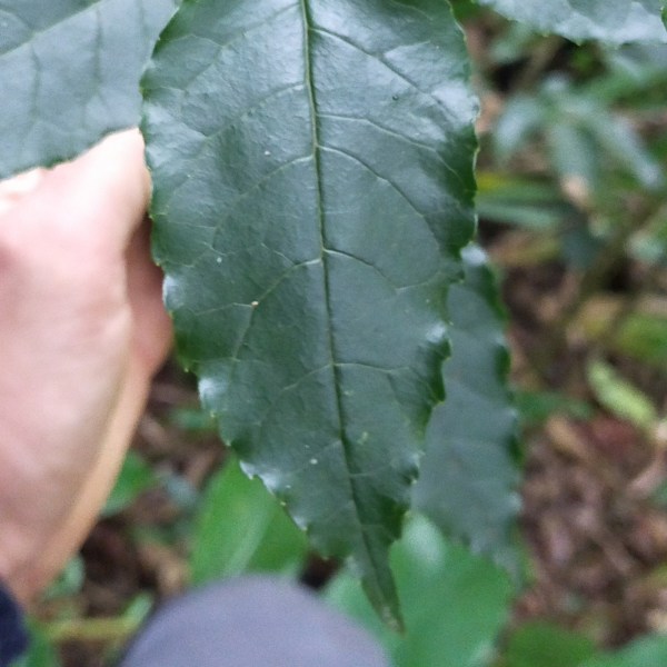 Faujasiopsis flexuosa