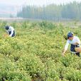 南山菊圃 南山菊圃