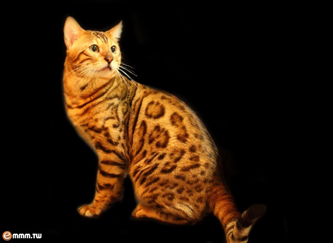 豹星原型——虎斑貓