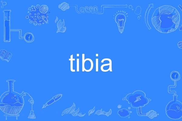 tibia tibia