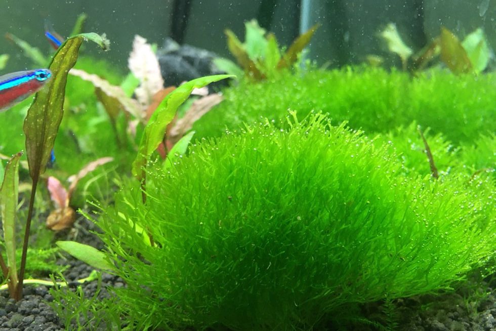 蘋果苔 蘋果苔